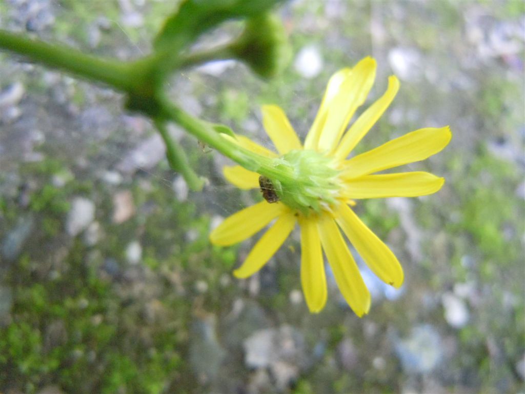 Asteracea - Senecio gr. jacobaea